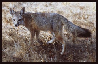 Kit fox photograph