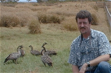Nene reintroduction, Molokai, Hawaii